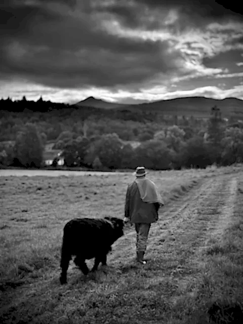 Highland Cow Wedding